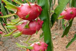 Dragon-fruit