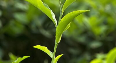 Tea Bud , Two leaf and tea a bud