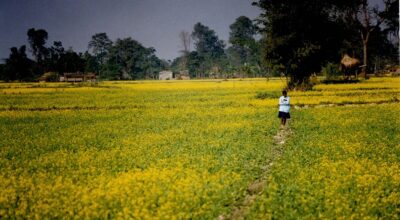 तोरी उत्पादनमा ‘साख’ गुमाउँदै नवलपुर, घट्दो तोरी उत्पादन