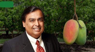 ambani mango